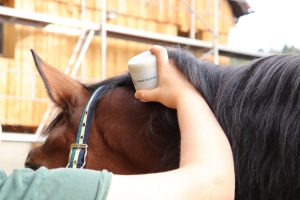 Massagegeräte für Pferde HorseRelax Tierphysiotherapie Evelyn Nickel